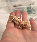 Harlequin Crested Gecko