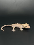 Axanthic Crested Gecko