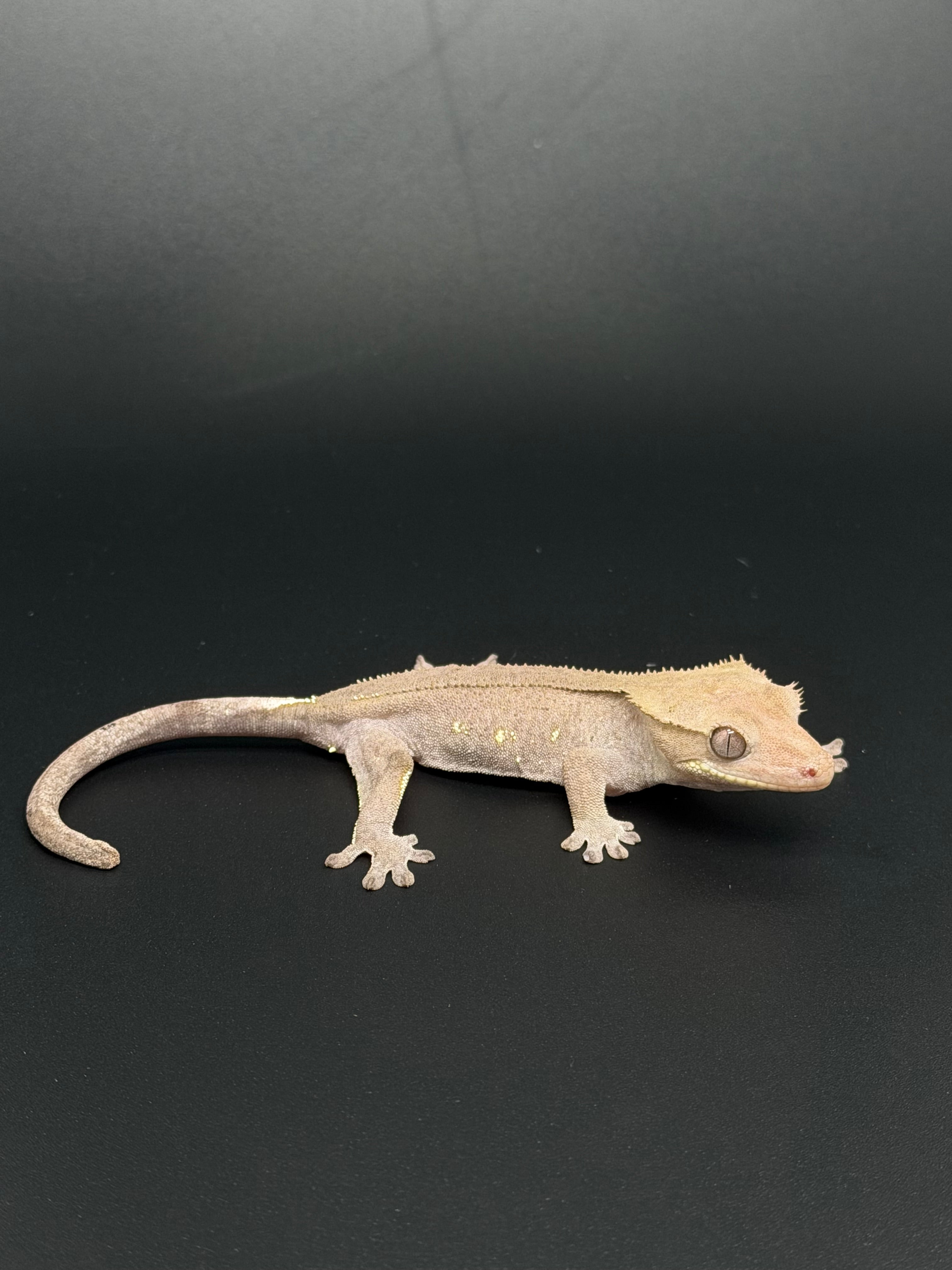 Axanthic Crested Gecko