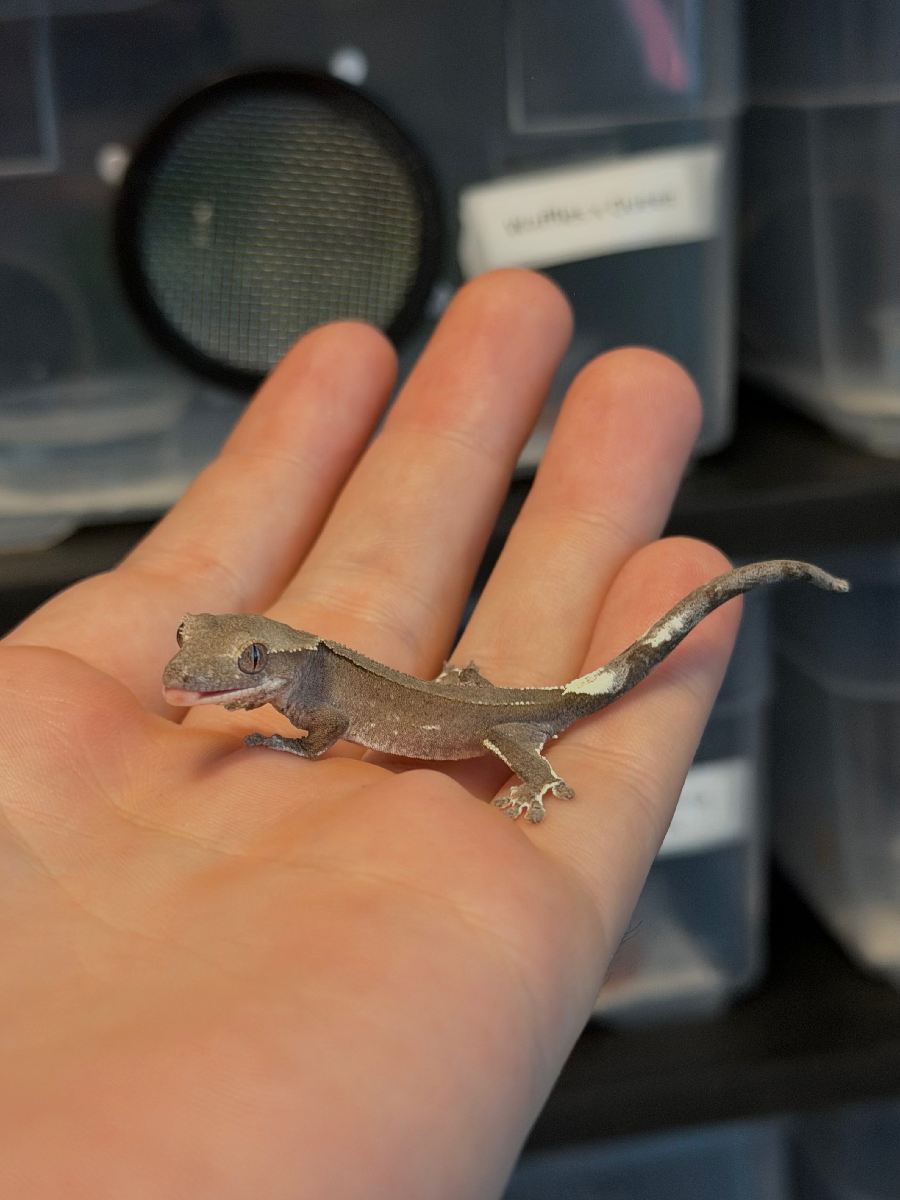 Phantom Axanthic Baby