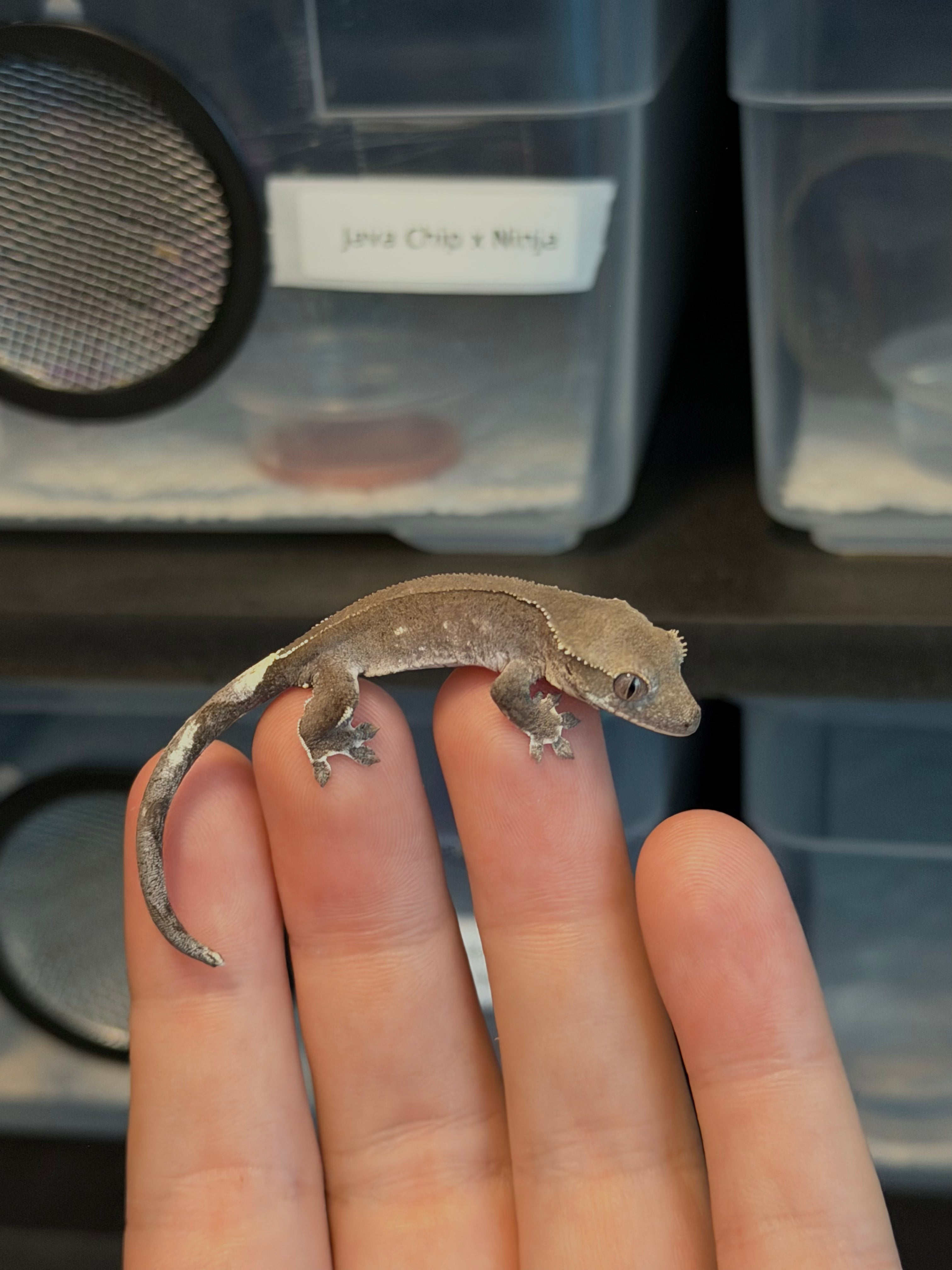 Phantom Axanthic Baby