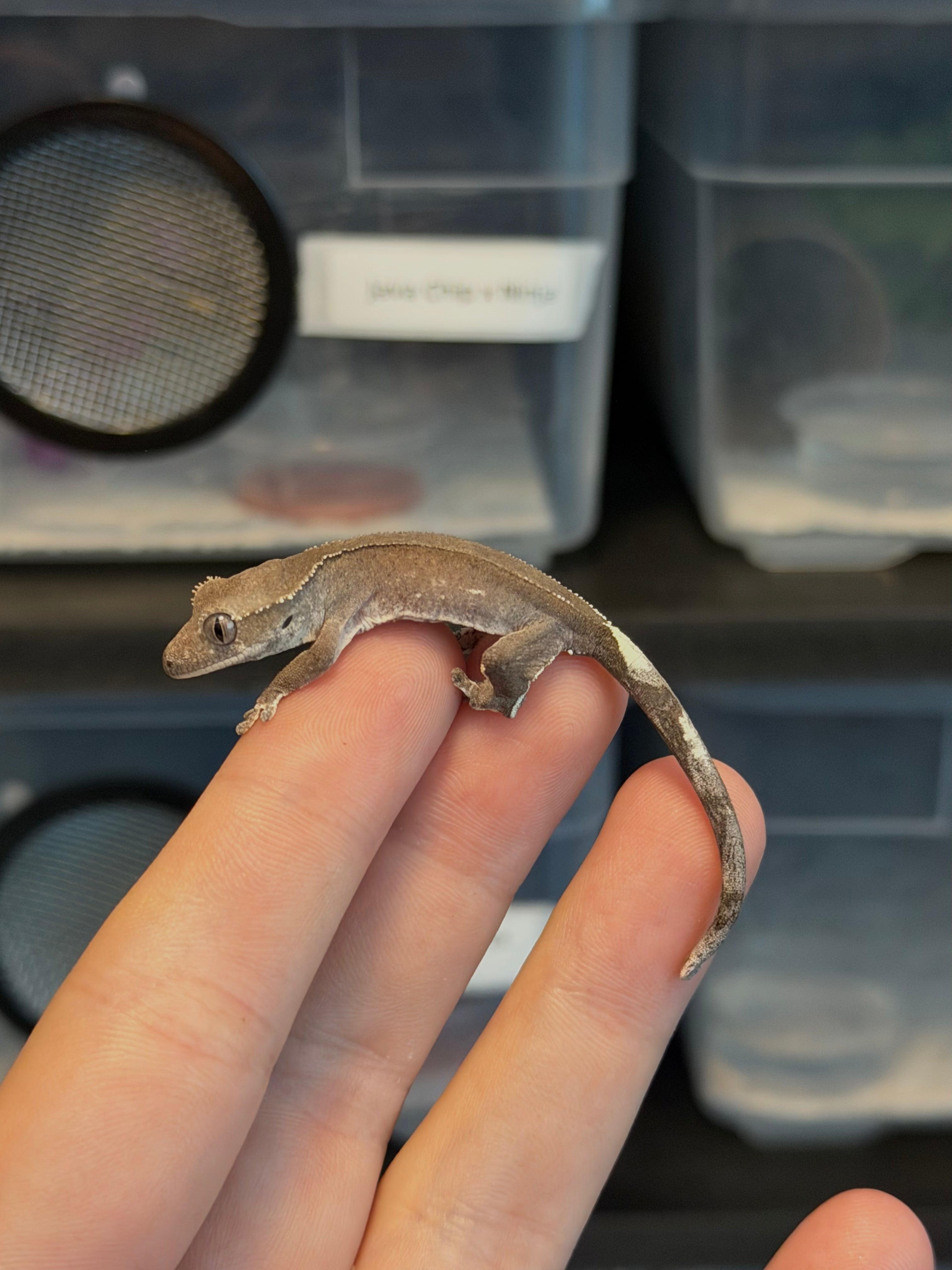 Phantom Axanthic Baby